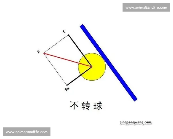 乒乓球比赛规则详细解析及常见问题解答 乒乓球比赛规则详细解析及常见问题解答
