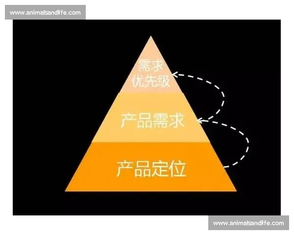 健美比赛专用裤设计理念与市场需求分析探索 健美比赛专用裤设计理念与市场需求分析探索