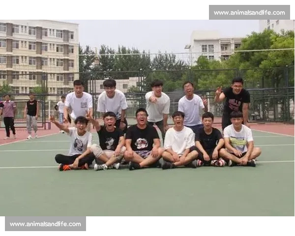 全民参与激情碰撞排球比赛策划方案精彩呈现推动团队合作与体育精神发展 全民参与激情碰撞排球比赛策划方案精彩呈现推动团队合作与体育精神发展