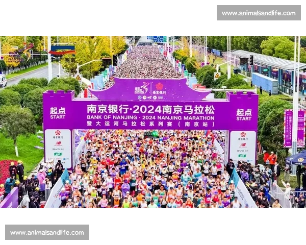 围绕孔洪星比赛的全景观察与选手成长之路深度分析与赛事趋势解读 围绕孔洪星比赛的全景观察与选手成长之路深度分析与赛事趋势解读