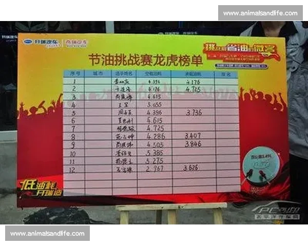 比赛成绩与排名一览表详细整理及分析方法指南