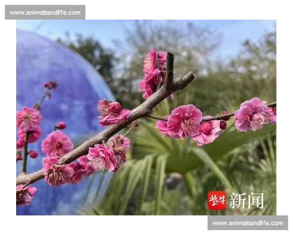 梅花摄影大赛：展现冬季美景与自然之韵的视觉盛宴