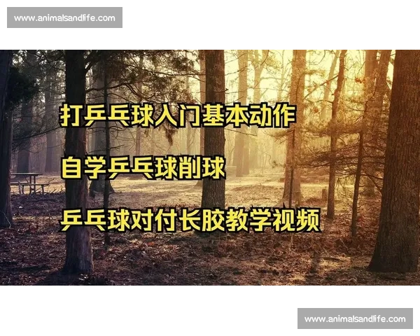 王秋伊长胶对决精彩瞬间 完美展示乒乓球技巧与战术运用